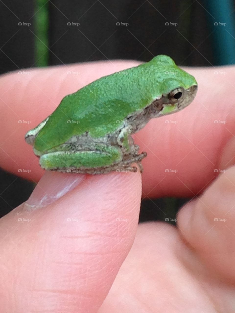 Tree frog. A tiny tree frog, taking a rest!