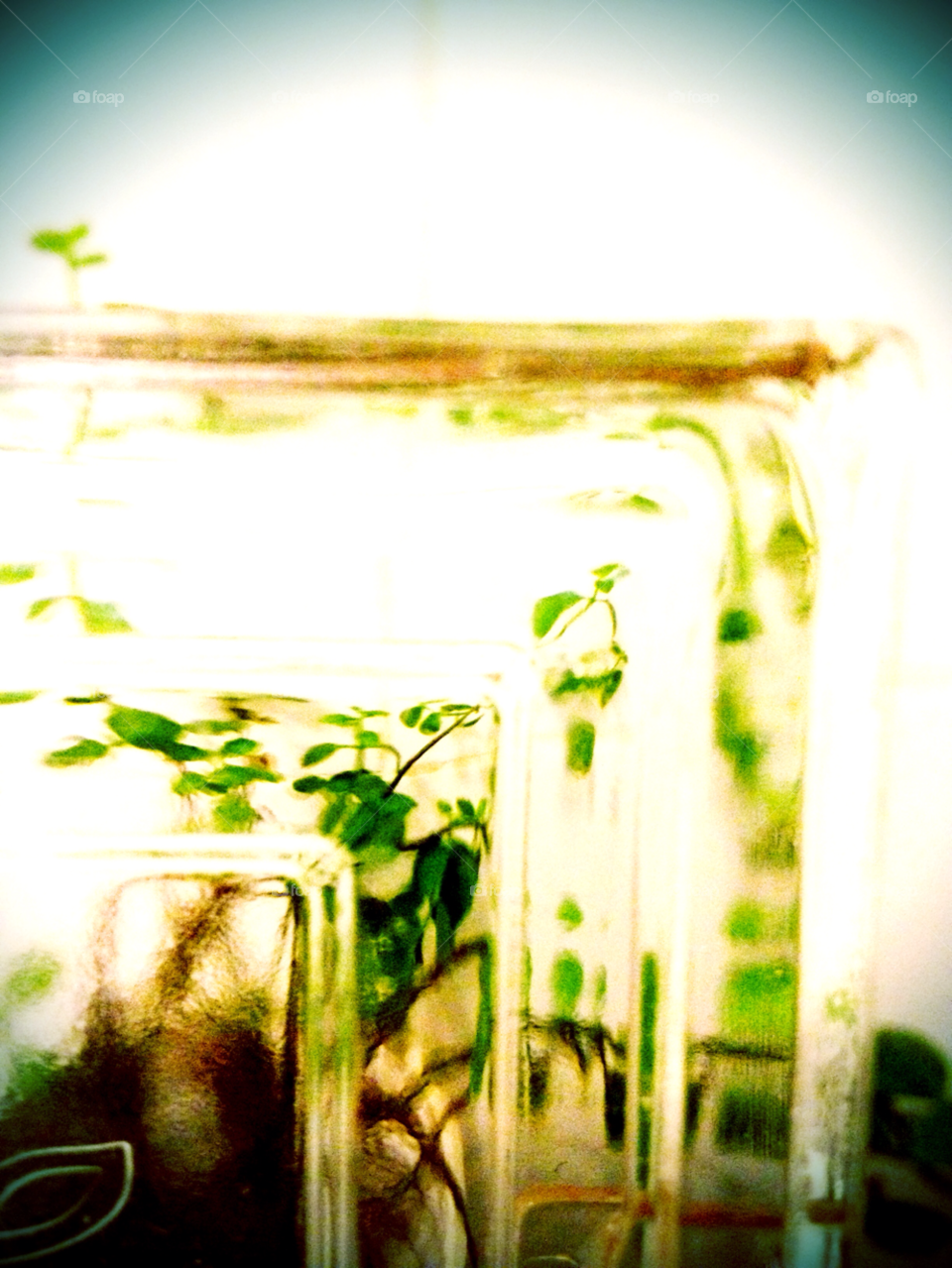 light glass abstract plant by aspascia