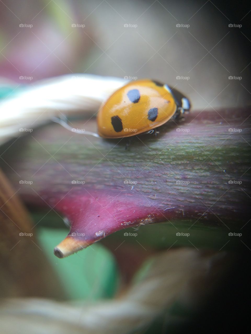 Ladybug