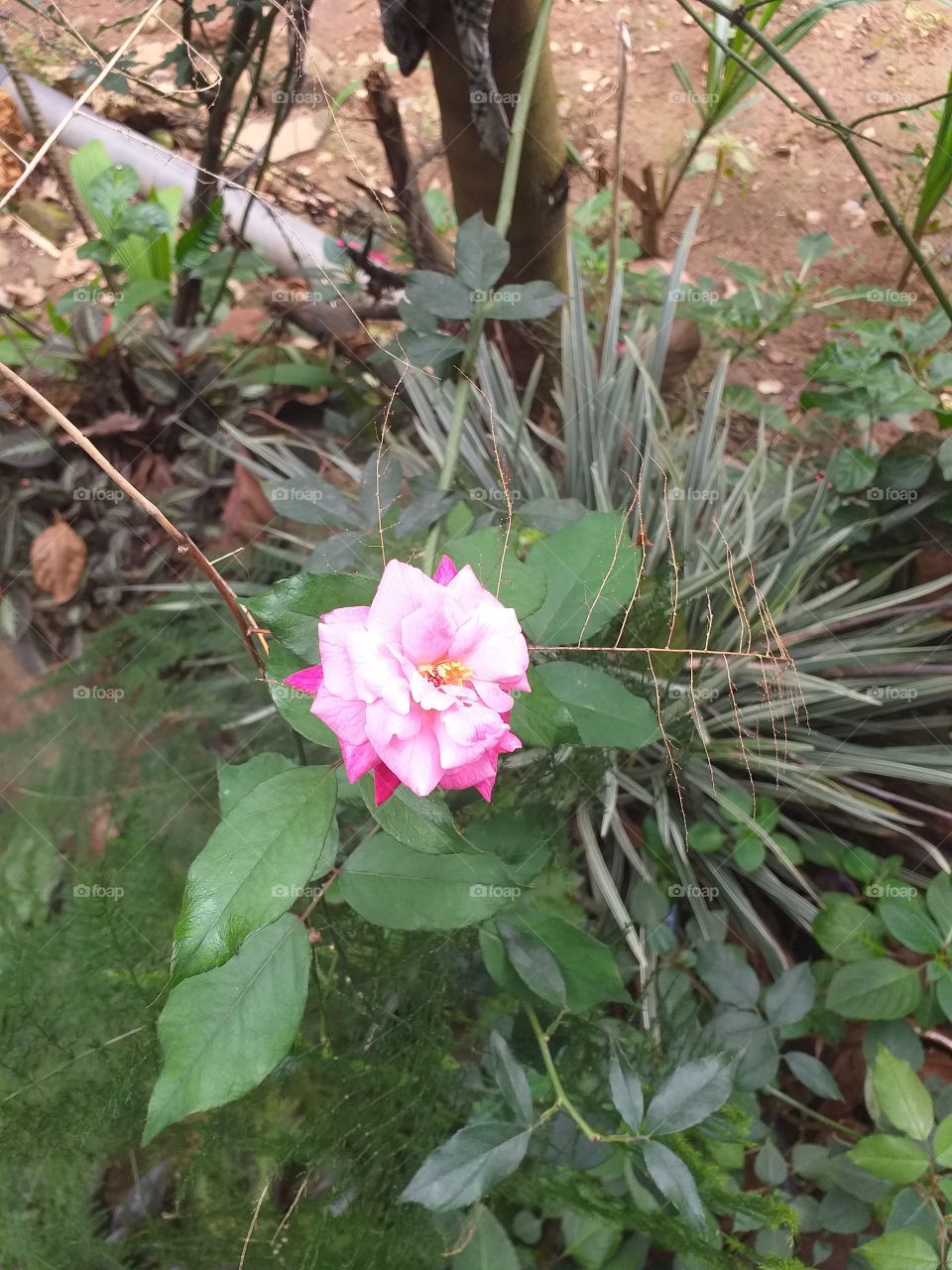 beautiful rose flower in garden view