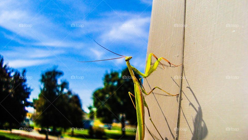 Paring Mantis