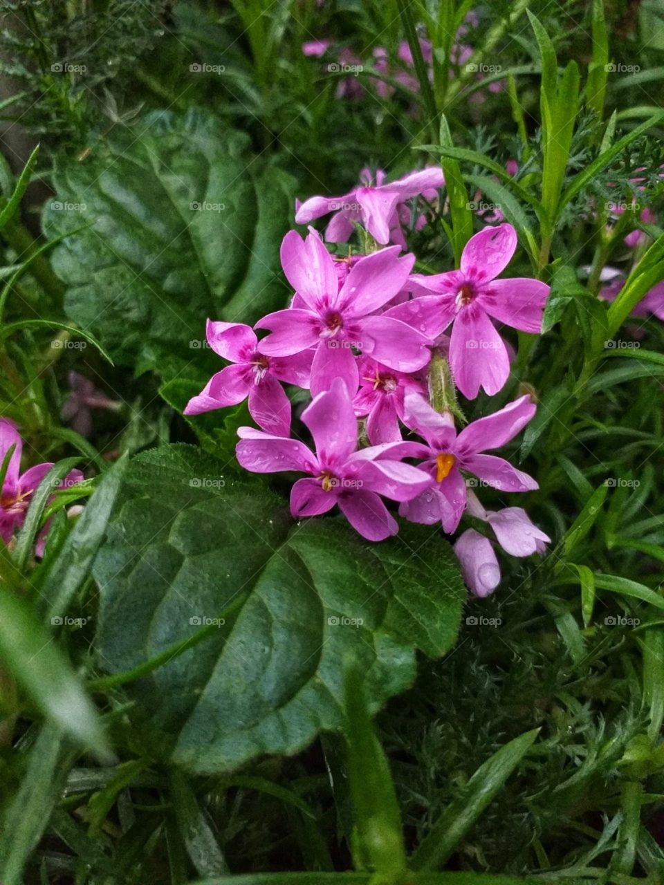 pink flower