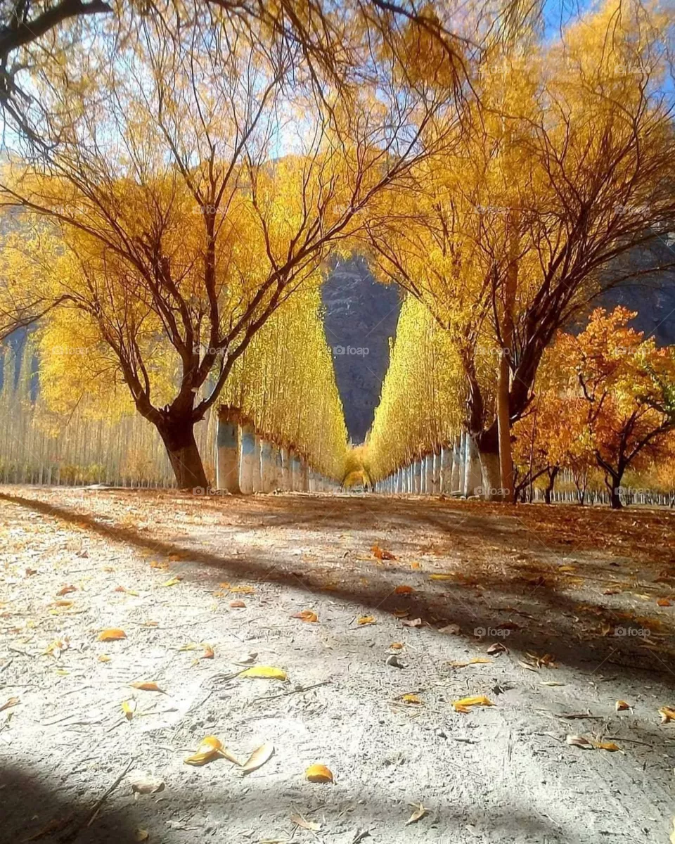 Autumn 