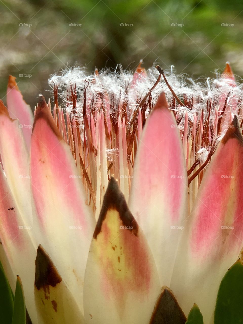 Tropical soft pink cotton candy like fluff on this seeding tropical bloom