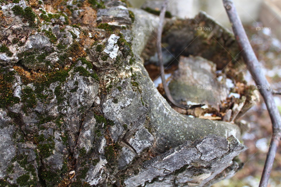 Bark of white tree