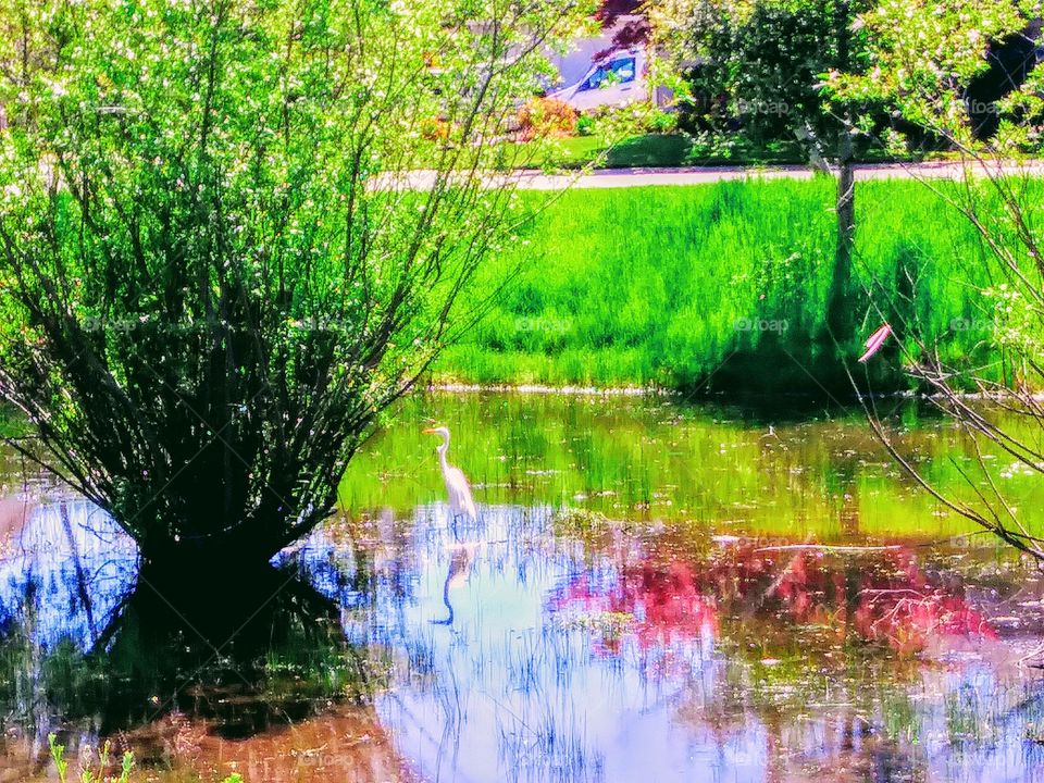 white bird wading in local creek during spring