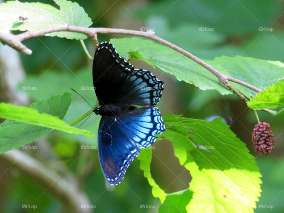 red-spotted purple