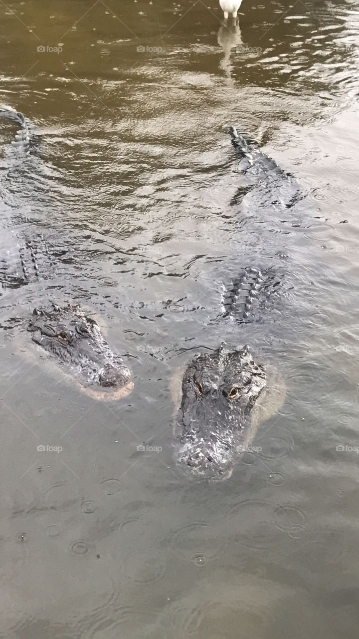 Florida alligators 