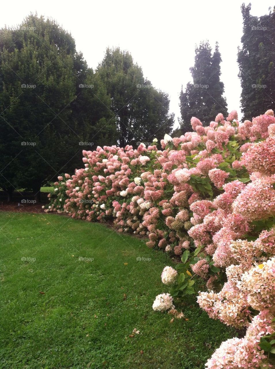 Hydrangeas