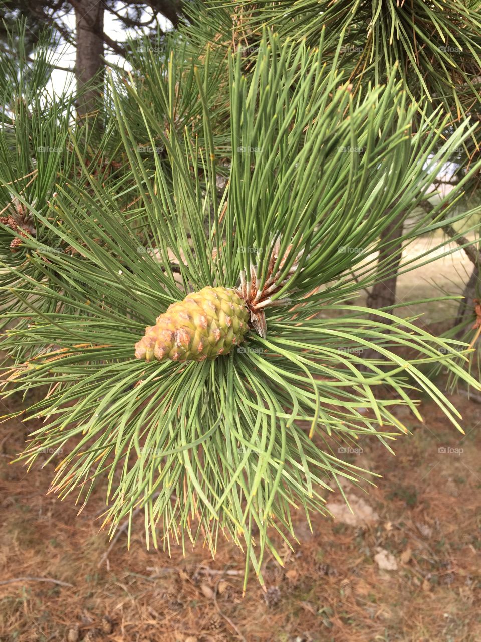 Шишка в сосновом лесу Грузии (Тбилиси)/ Pine cone in Georgia (Tbilisi)