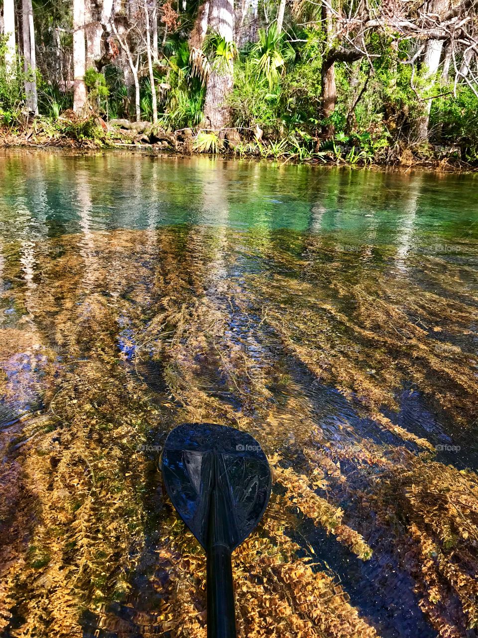 A site seen while kayaking of the spring feeding a  river and the plants growing underwater 