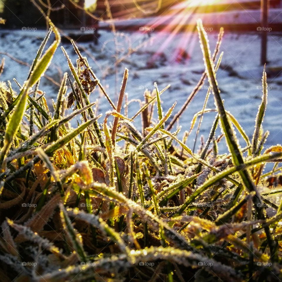 Sonne Wiese Winter frost