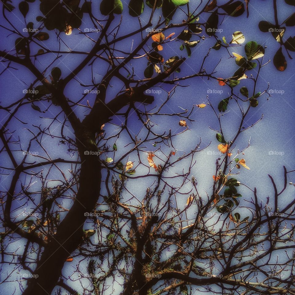 autumn leaves. São Vicente, Brazil