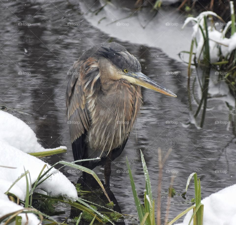 Heron in Winter