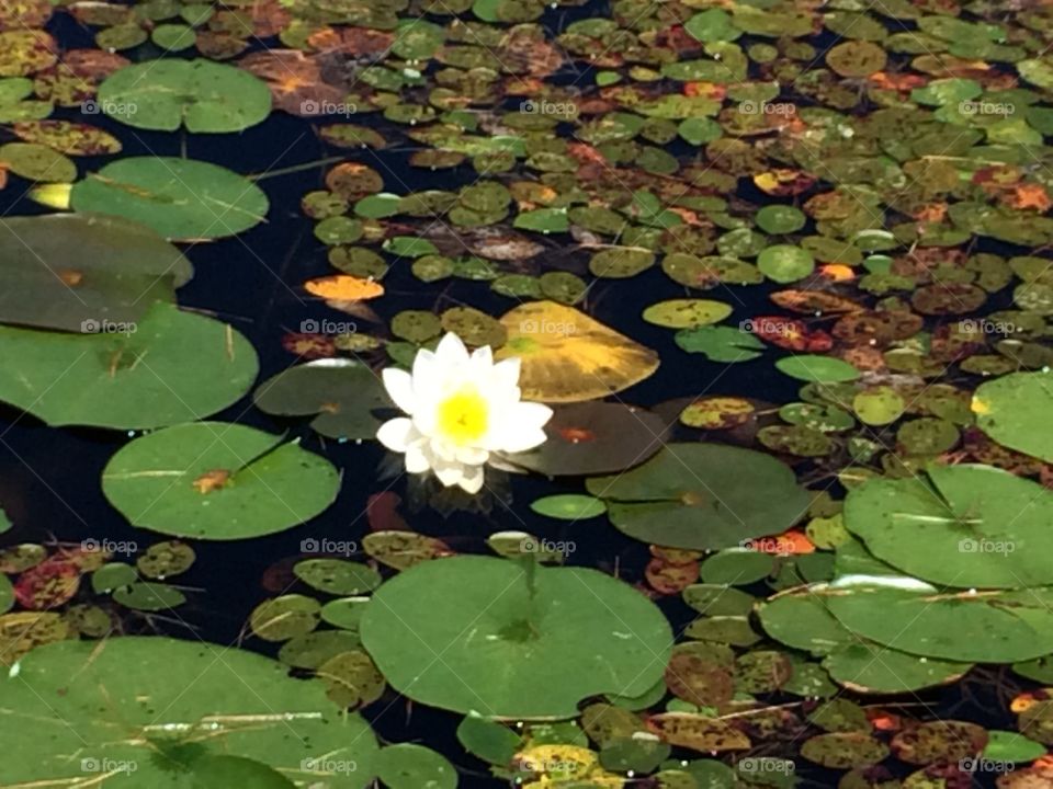 Water lily 