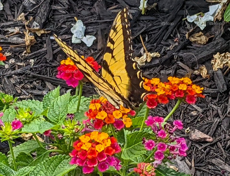Eastern Tiger Swallowtail at the lake today