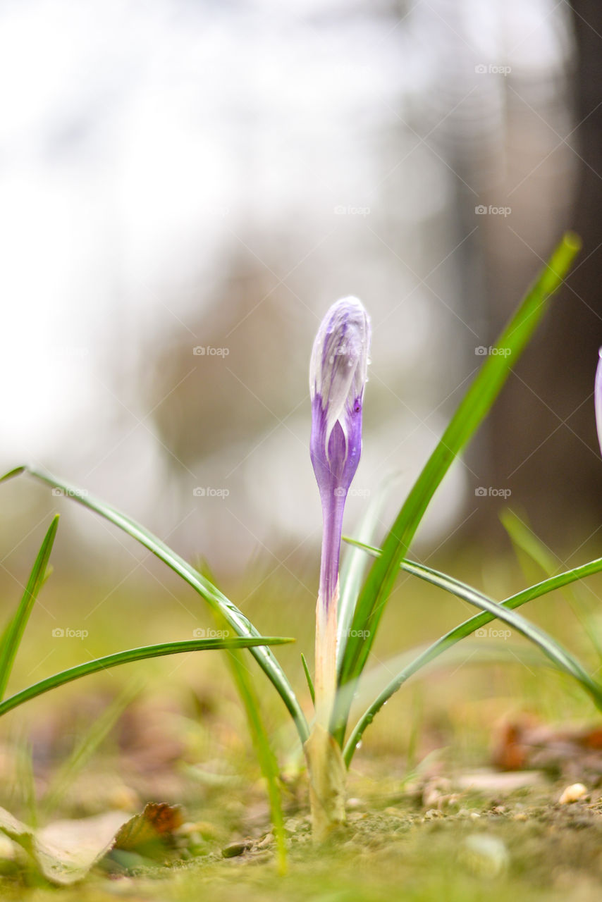 Crocus flower bud