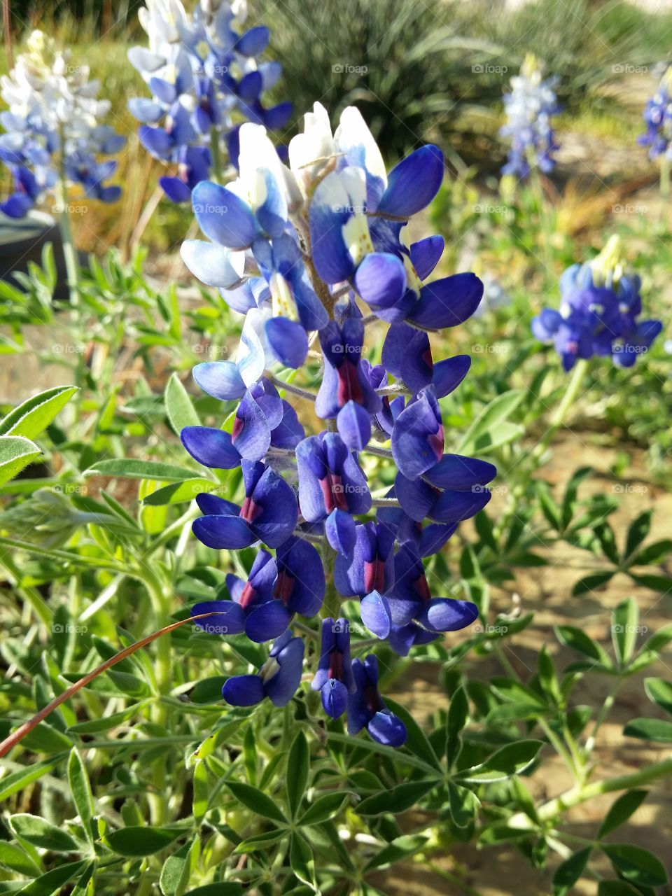 Bluebonnet in Full Bloom