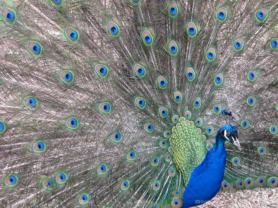 animal. pose. peacock. feathers. by bigbluefoo