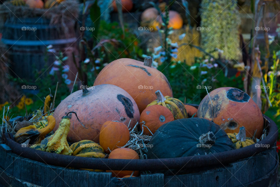 Pumpkin on display ay a market.