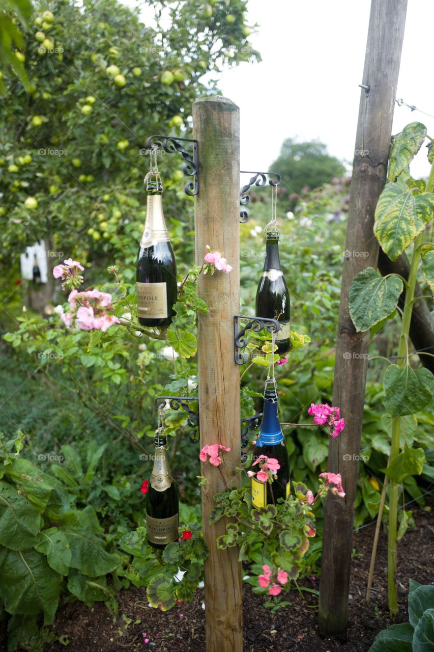 Wine, Vine, No Person, Garden, Leaf