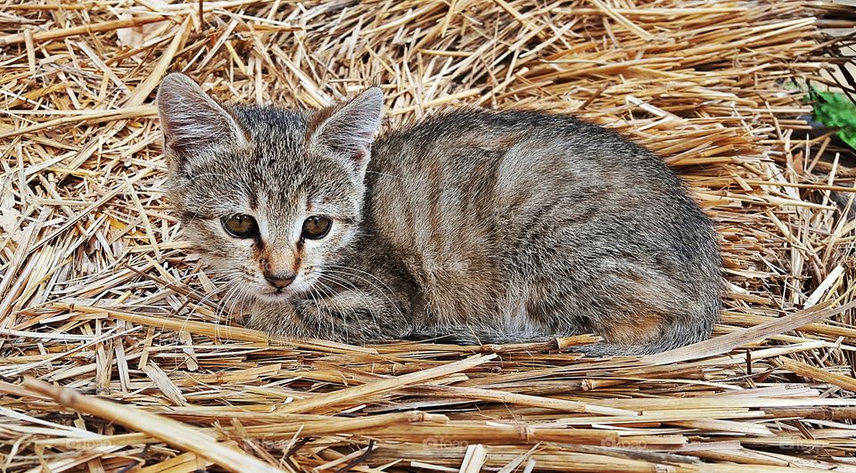 Kitten in hay