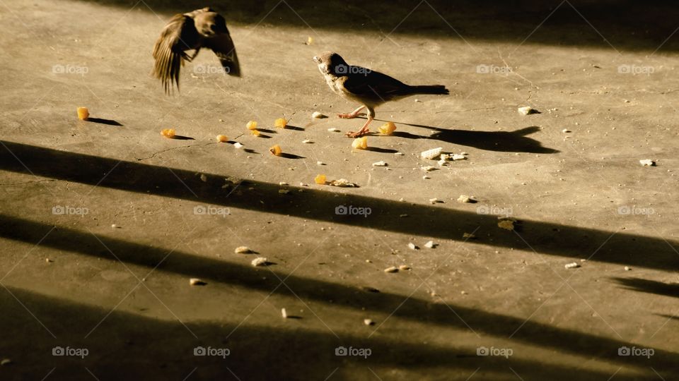 Shadow and light of birds