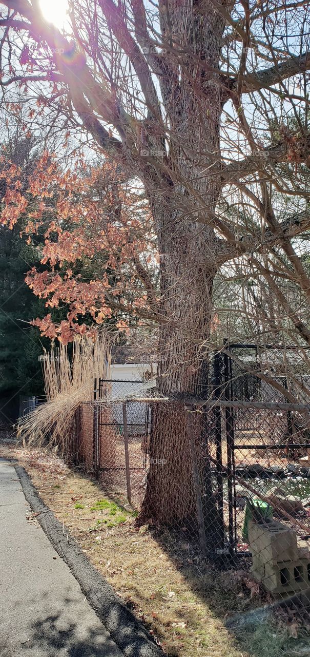 Spring yard cleaning, view of old fence with privacy slats removed. Dead ornamental grass bent over into yard. Tree with old winter leaves on it.