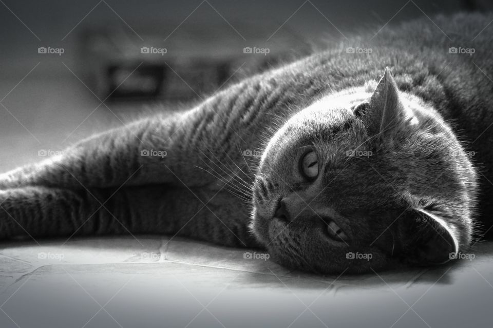 Wilma my Cat. wilma is my wonderful cat at home