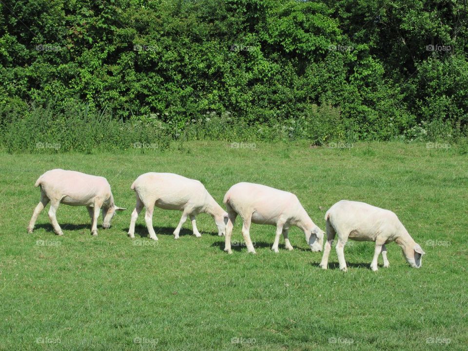 sheep all in a row grazing on the grass