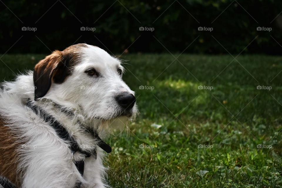 Beautiful terrier hound mixed breed dog relaxing in grass