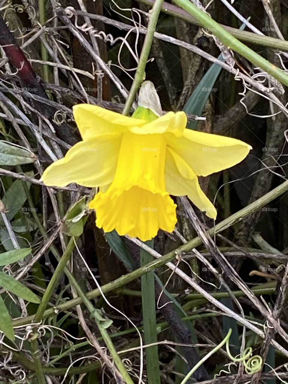 The First In The Same Spot, The First Sign Of Spring