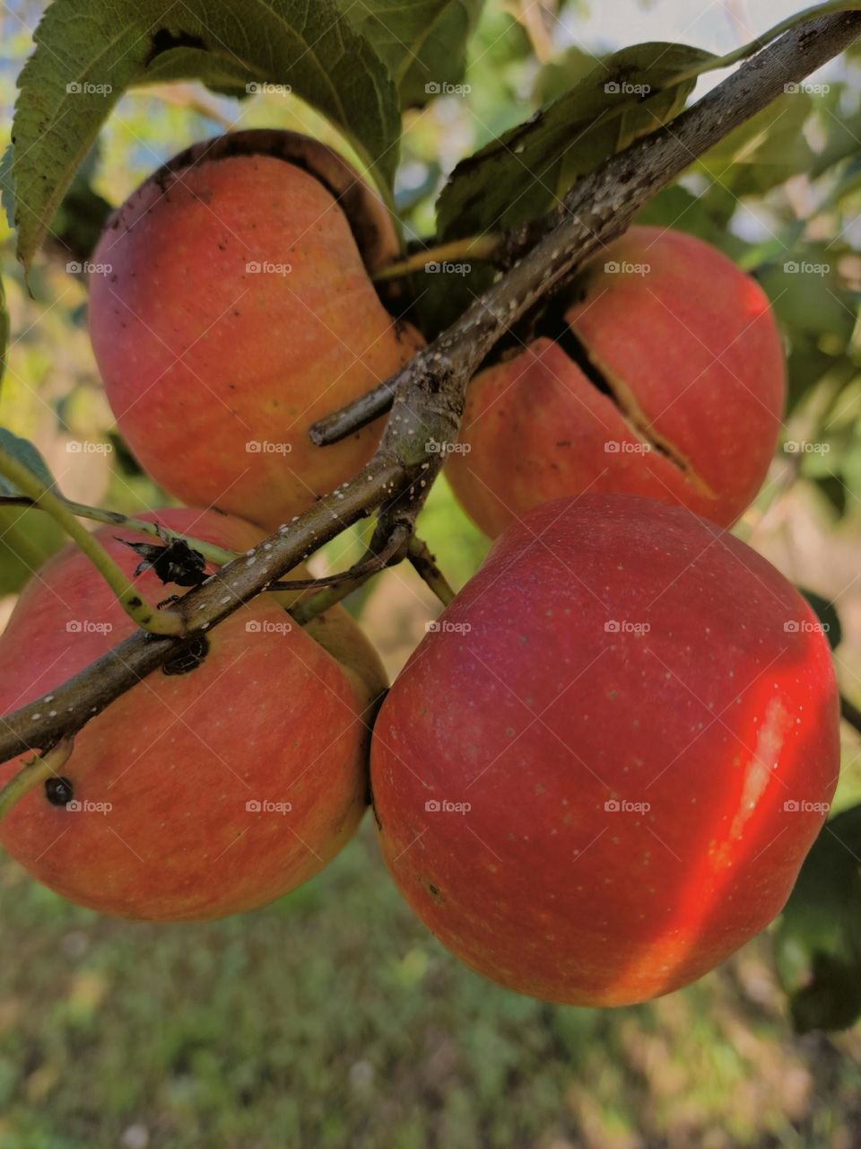 autumn apples