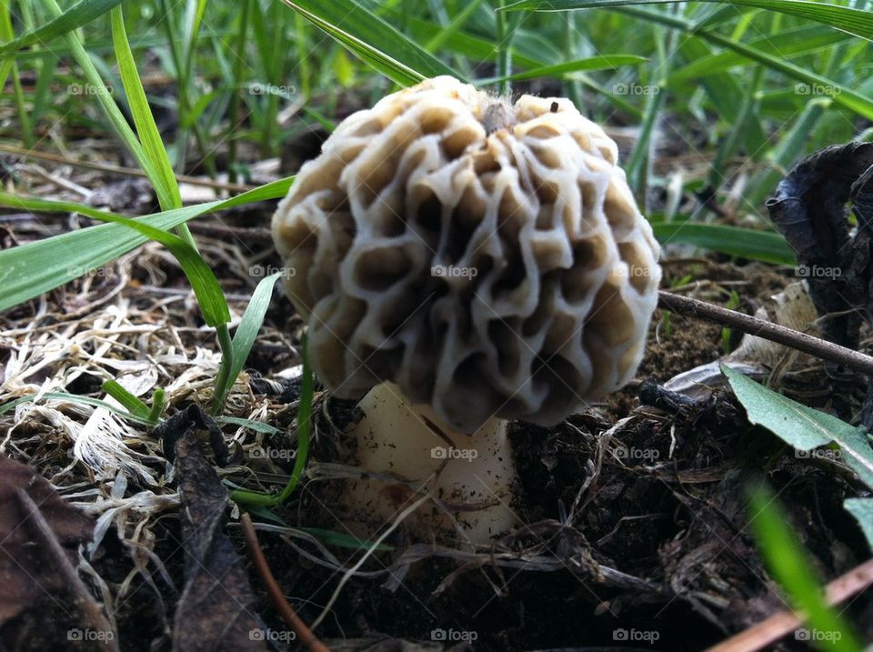 Mushroom in the grass