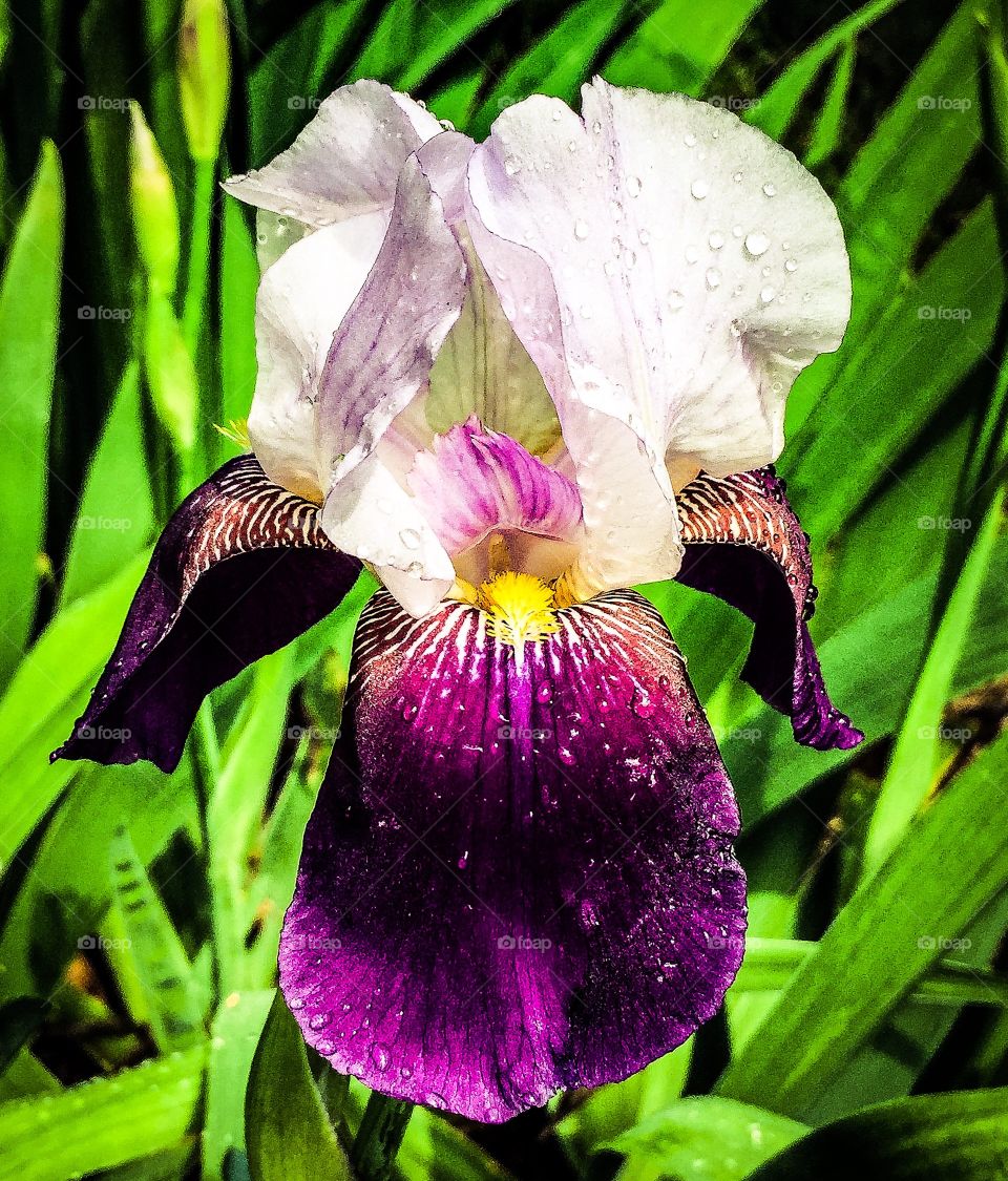 Purple iris