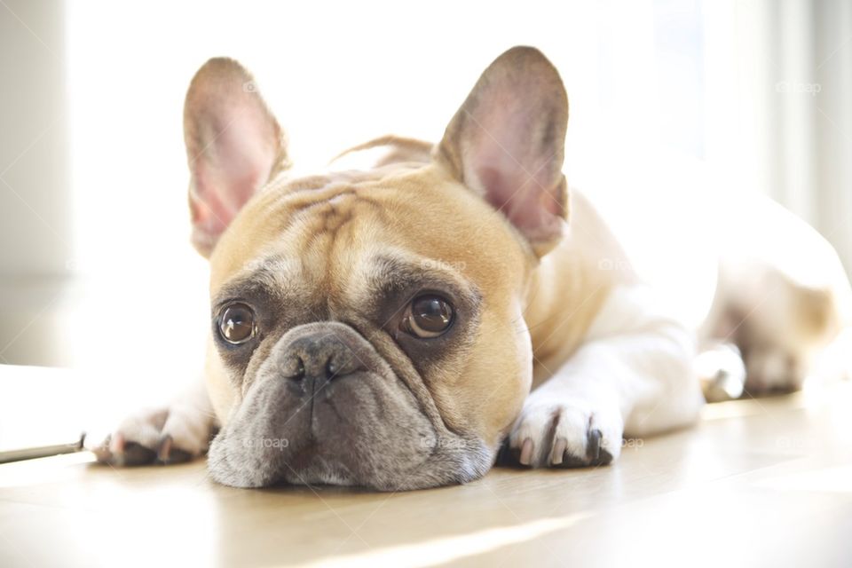 Close-up of pug resting on floor