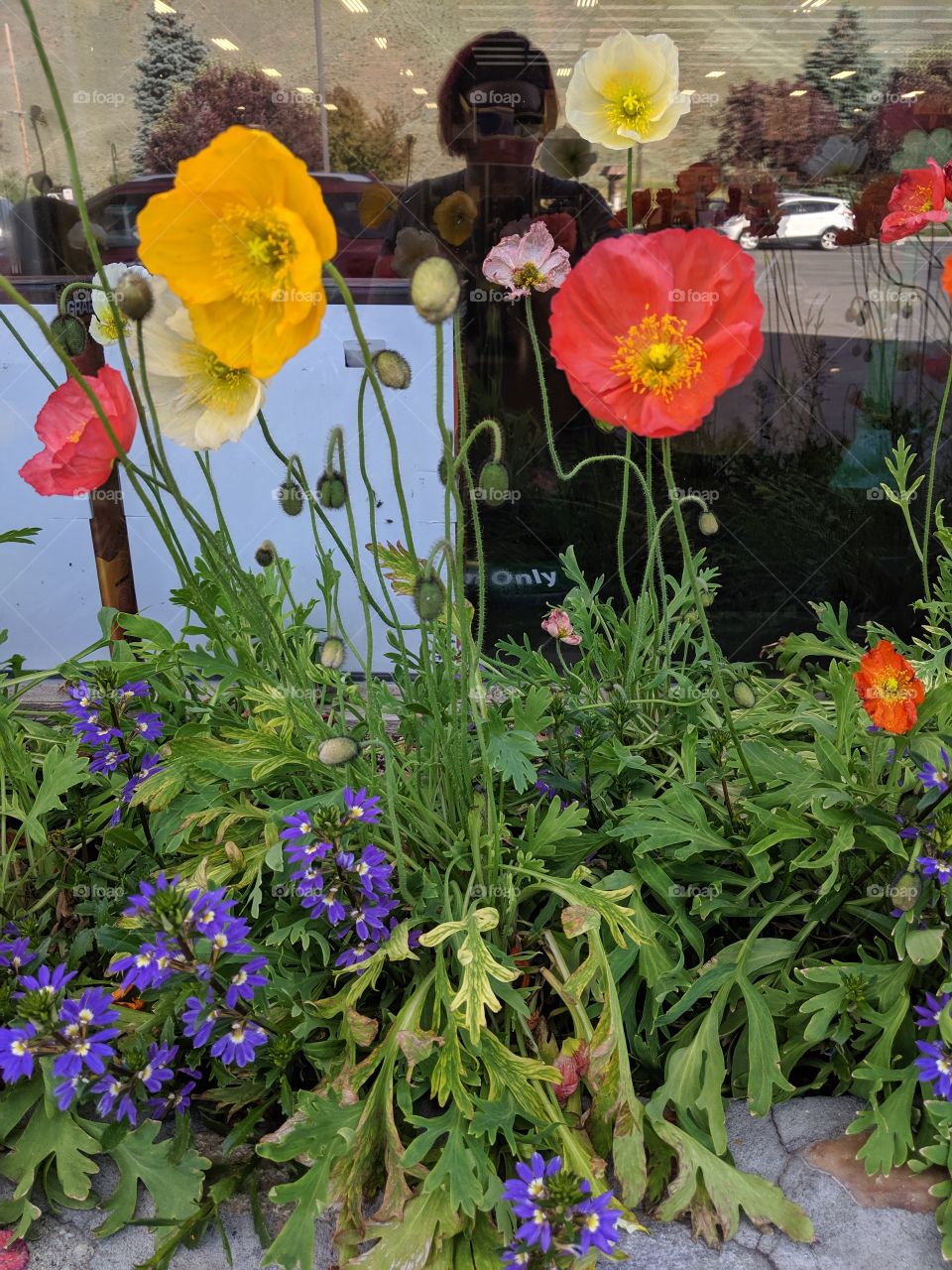 Flowers in Hailey, Idaho