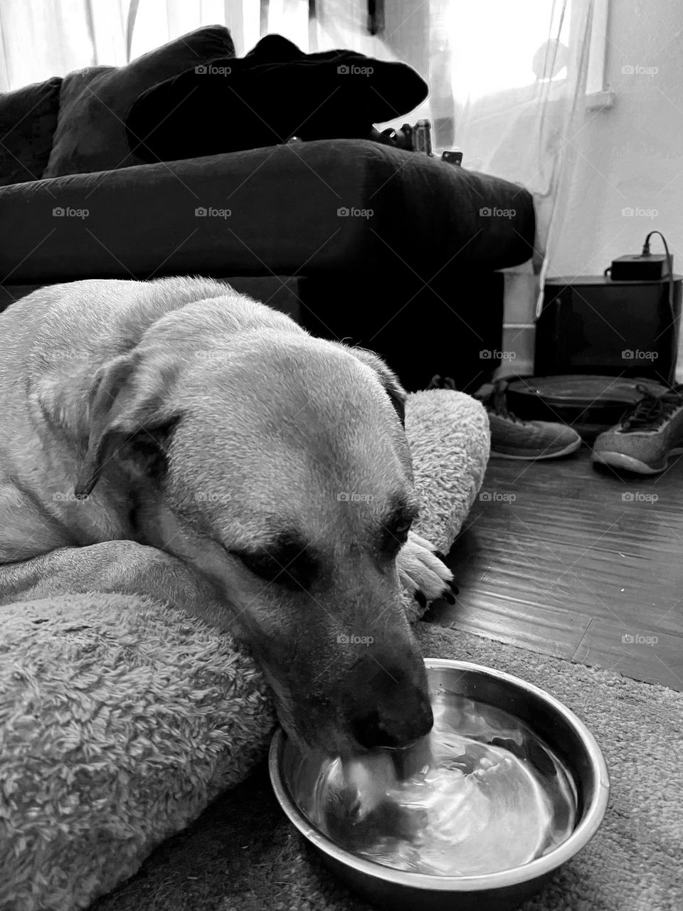 My shepherd mix dog drinking water in black and white. 