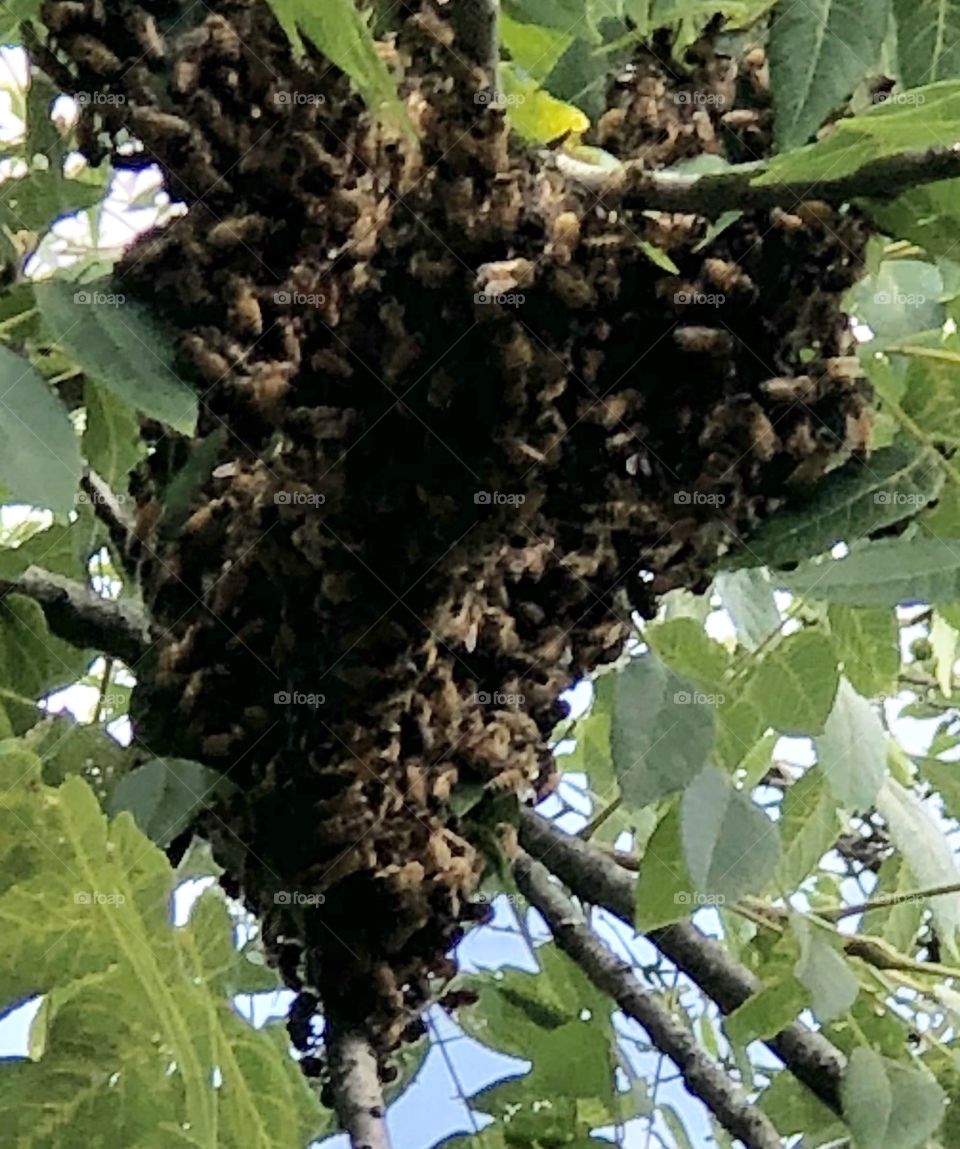 Honeybees Swarming in a Walnut Tree