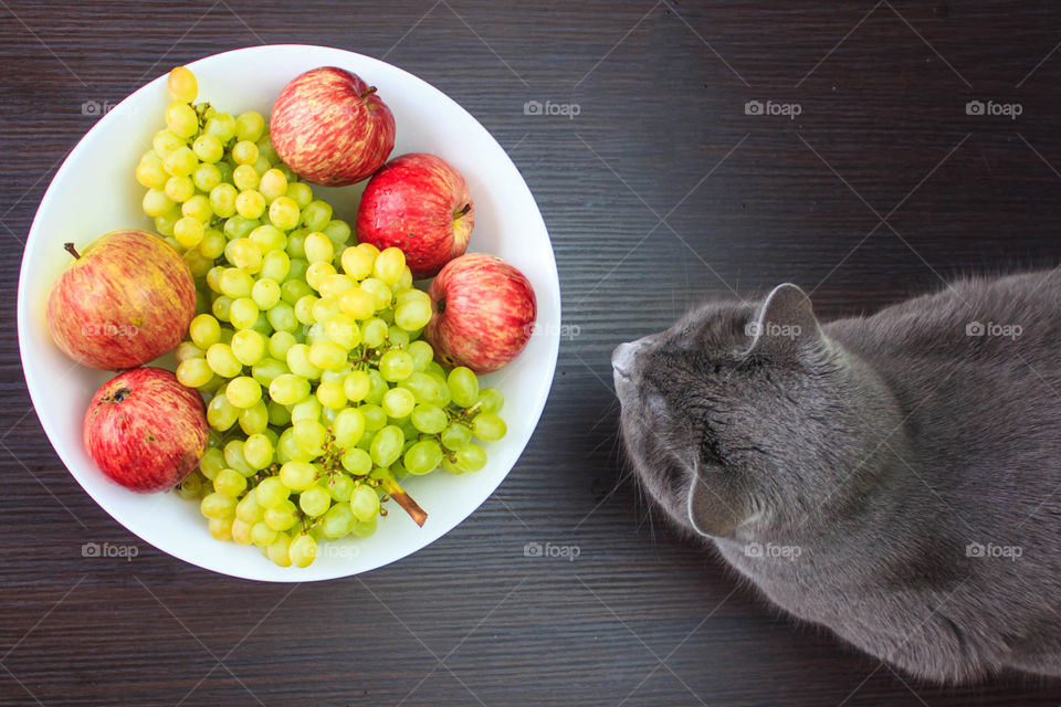 High angle view of fruit plate with cat