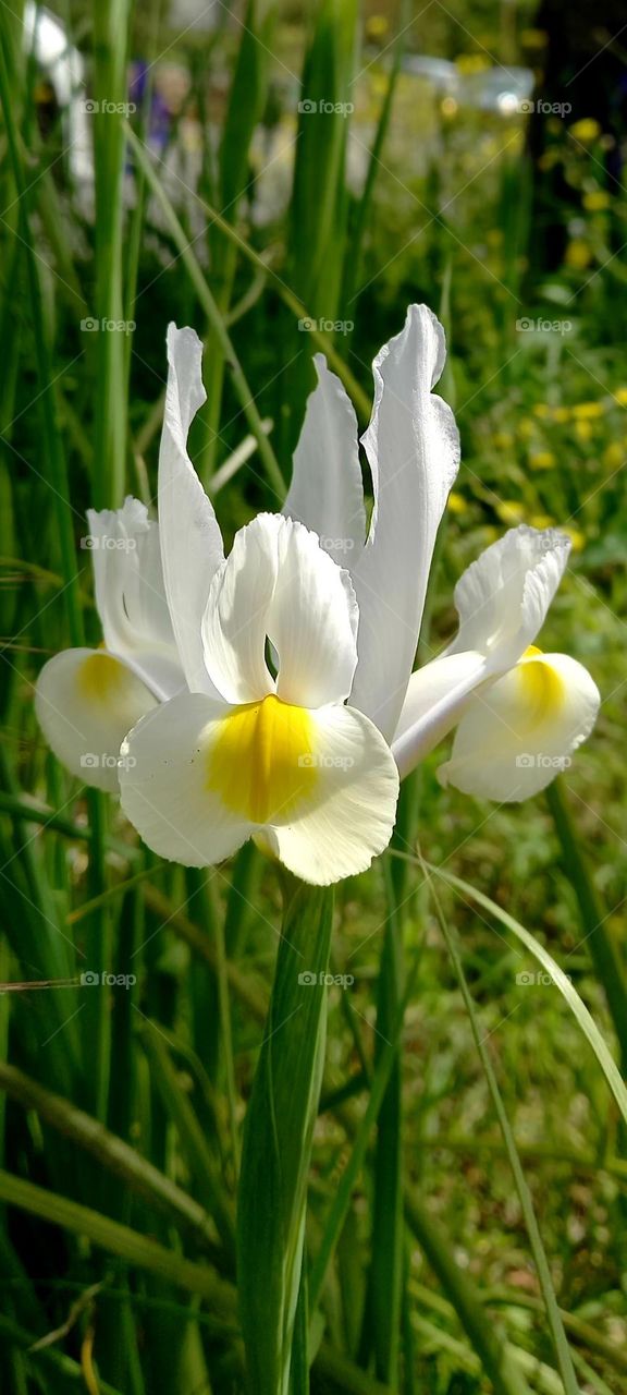 Iris xiphium