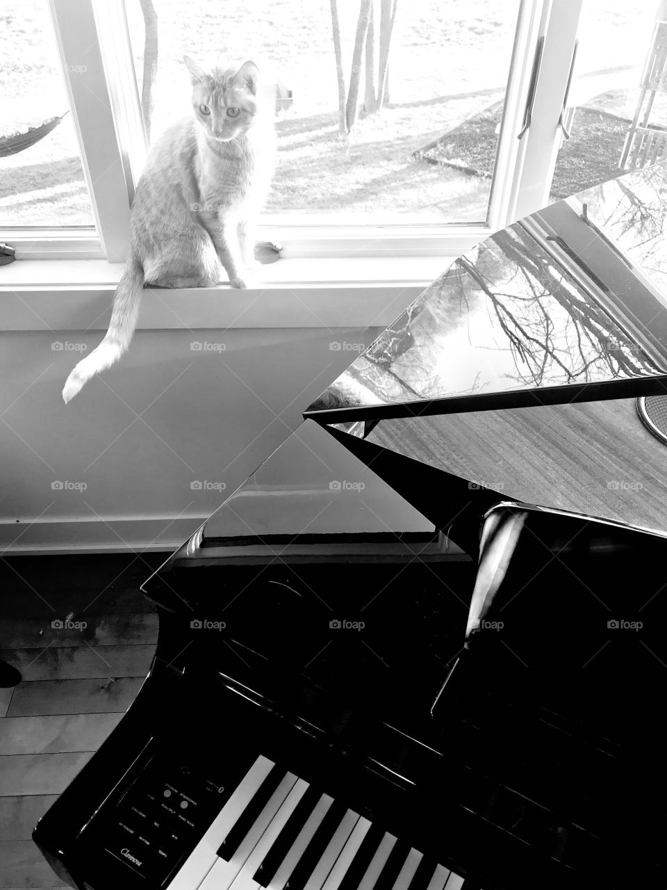Darling black and white curious tabby cat enjoying sitting in window with beautiful reflection being captured in baby grand! 