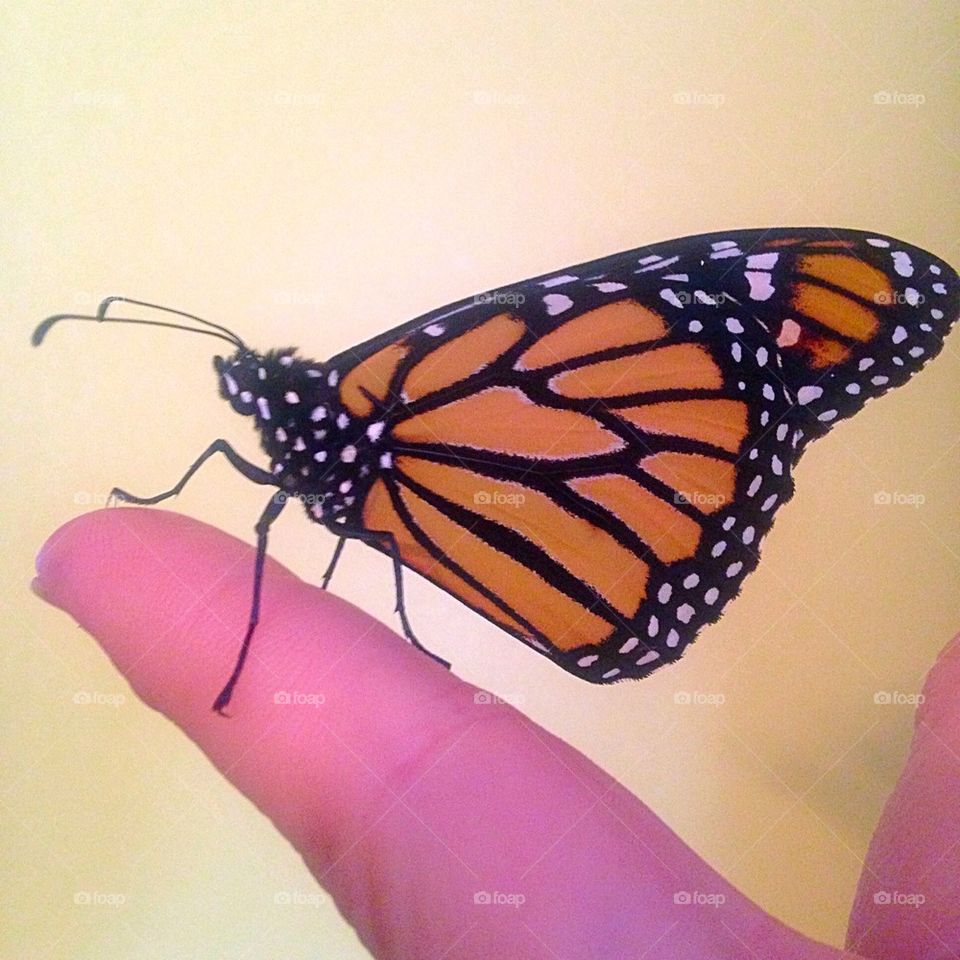 Monarch on Finger