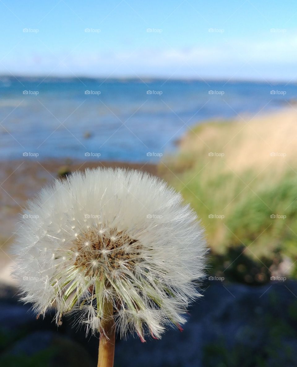 pusteblume blühen blume strand wasser