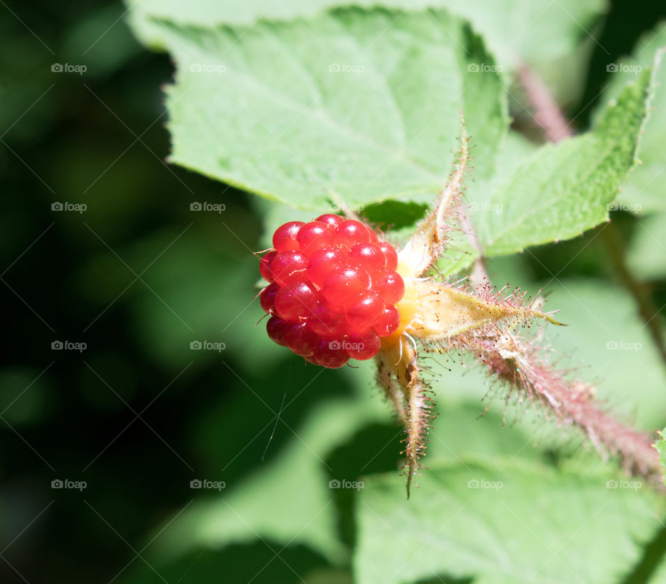 Raspberry on the vine early summer
