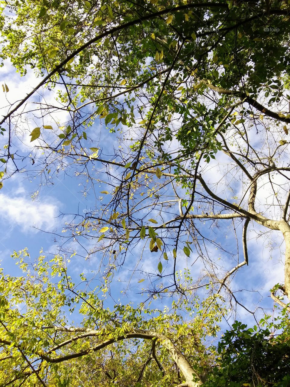 autumn trees and cloudy skys