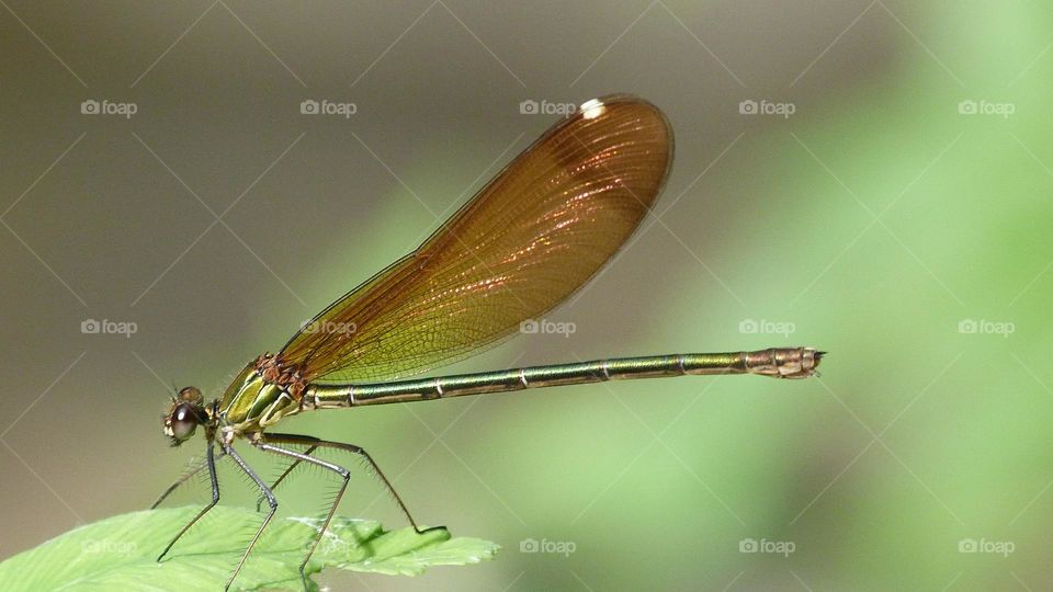 Dragonfly