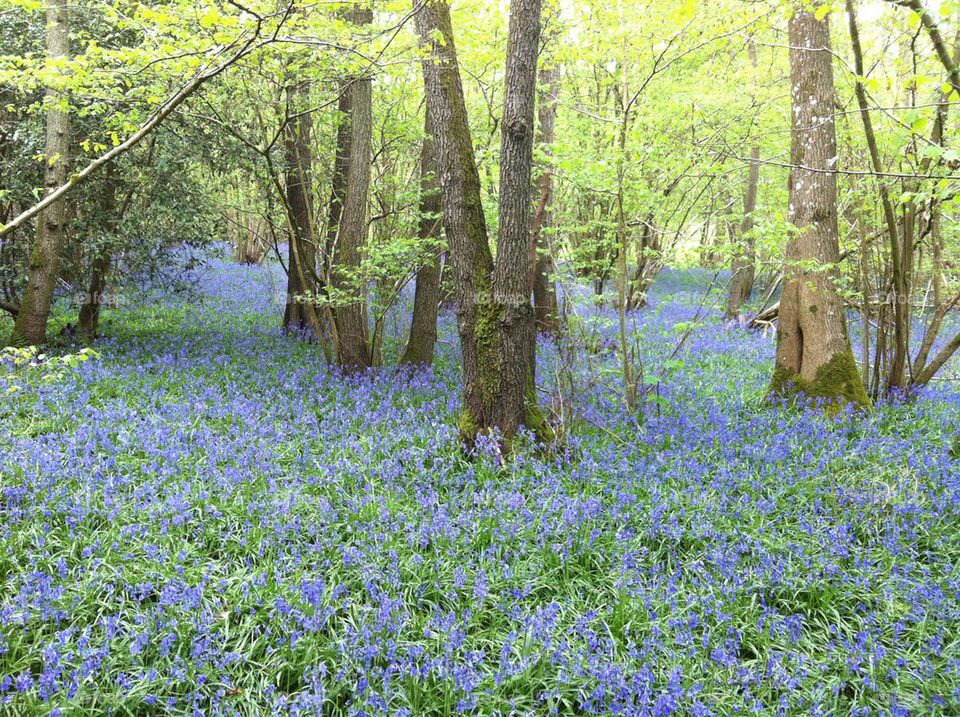 Bluebells