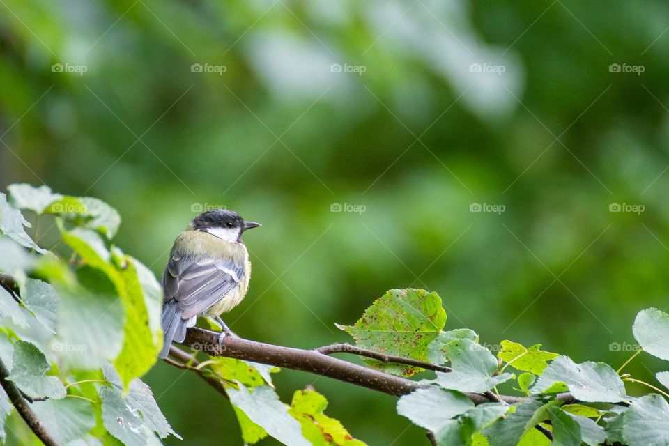 Bird on a branch