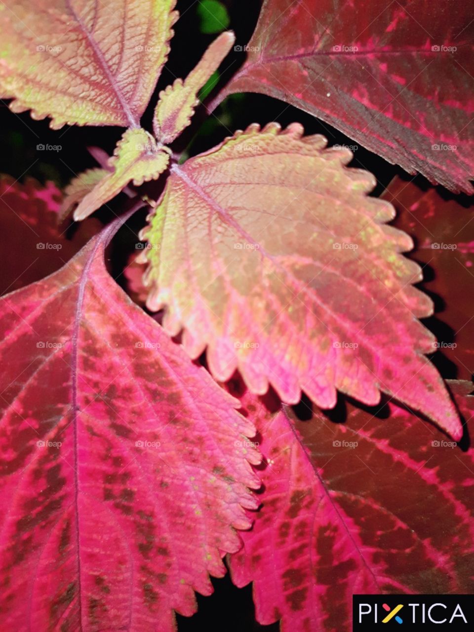 colourful leaves